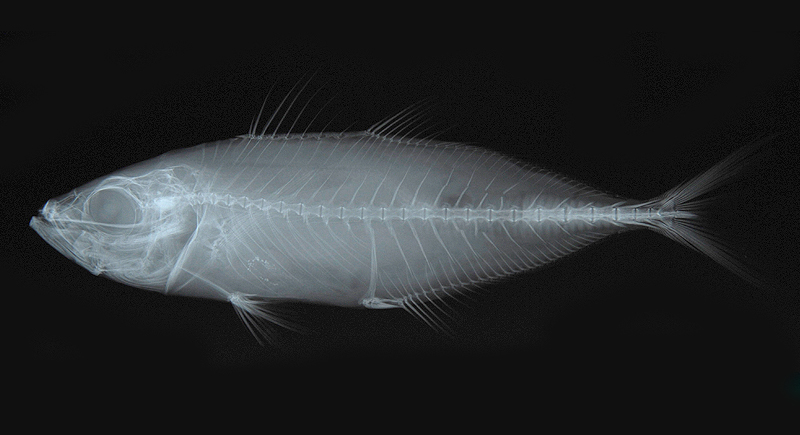 Trachurus japonicus (Temminck & Schlegel, 1844)